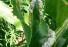 głownia-kukurydzy na lisciu